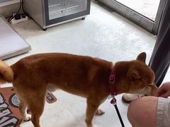 -纳吉亚猫专科动物医院·北北分院