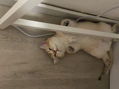 -猫大福·Fortune Cat猫舍(百子湾店)