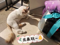 -瑞派雷欧宠物医院·24h夜诊·心脏骨科牙科·全科重症转诊中心(无影山店)