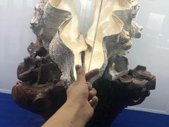 -贝壳王国博物馆