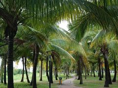 -龙泉人椰子鸡.糟粕醋.海南菜(三亚旗舰店)