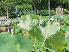 -莲花池公园