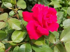 蔷薇花-长白岛森林公园