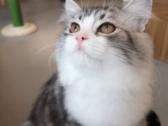 -飞行喵MR PILOT|猫舍·猫咖(静安大融城店)