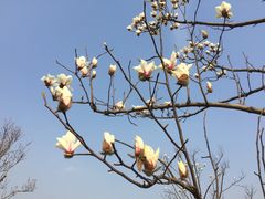 -顾村公园