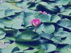 -国家植物园南园