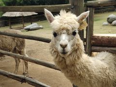 -泉州海丝野生动物世界