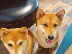 -柴源莊·柴小宠柴犬咖啡