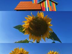 -苏州太湖西山岛开心农场