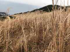 -牛岛王子面馆