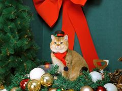 -超宠爱宠物摄影-Super pet