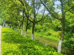 -长田漾湿地公园