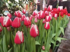-石家庄市植物园