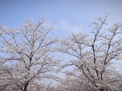 -顾村公园