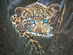 -罗红摄影艺术馆