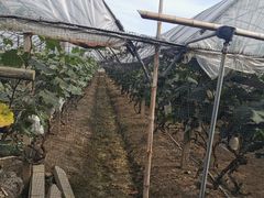 -马陆小张葡萄园农家乐