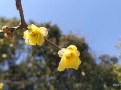-无锡梅园公园