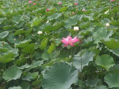 -四川大学(华西校区)