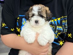 -瑞派康怡24h宠物医院·犬猫医疗中心·微创绝育(瑞景分院)
