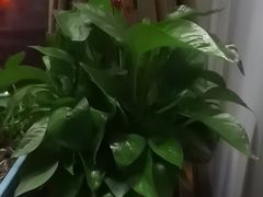 -花鸟鱼虫鲜花绿植市场(玉泉路店)