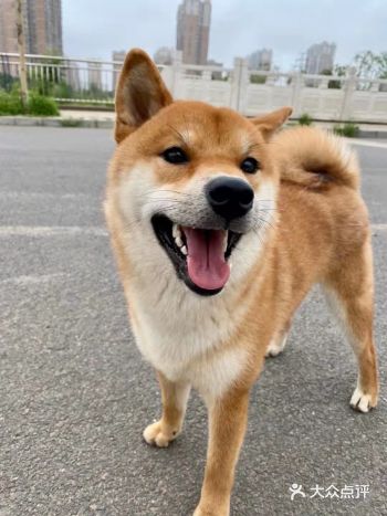 柴犬舍推荐|怪兽柴犬犬舍 地点：安顺北路格林云墅