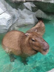 -Zoolung Zoolung动物主题公园(海信广场店)