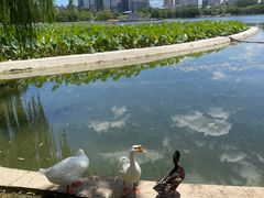 -莲花池公园