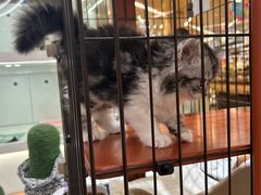 -1013 PET SHOP精品宠物商店(丁香店)