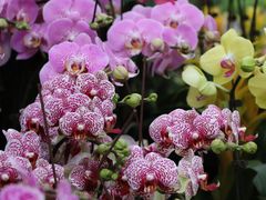 -北京植物园-展览温室