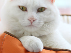-猫咖时代(中山亭店)