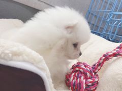 -翊宠yipet猫狗购宠庄园犬舍•猫舍