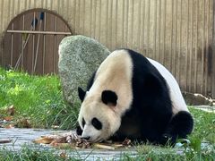 -卧龙中华大熊猫苑神树坪基地