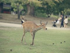 -哈利波特魔法世界