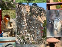 -西霞口神雕山野生动物世界