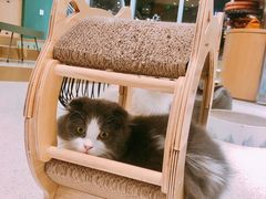 -飞行喵MR PILOT|猫舍·猫咖(静安大融城店)