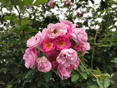 -人民公园(罗湖区)