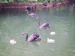 -长白岛森林公园