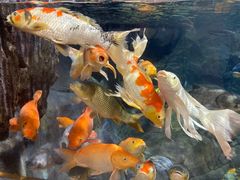 -上海海洋水族馆