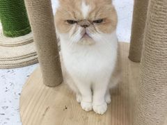 -喵园·猫主题咖啡厅·撸猫·猫咖(国贸店)