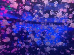 -江和美海洋公园