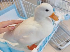 -怪兽屋·羊驼·猫咖·狗咖(俊华广场店)