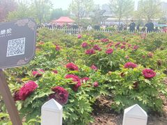-曹州牡丹园