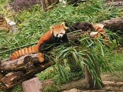 -都江堰中华大熊猫苑