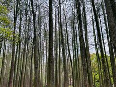 -上海共青森林公园