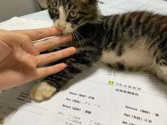 -半岛宠物医院24小时(科华中路店)