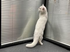 -伟伟宠物医院·CT影像中心·瑞派犬猫综合性门诊(汉口总院)