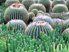 -中国科学院华南植物园