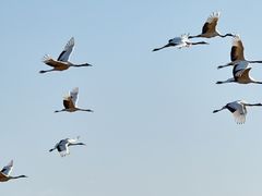 -盐城丹顶鹤湿地生态旅游区