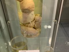 -冰岛阴茎博物馆