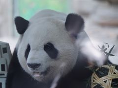 -灵玲国际马戏城